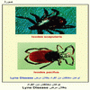       Lyne Disease